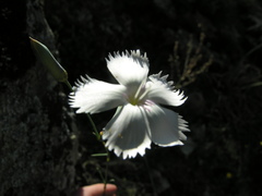 Dianthus longicaulis