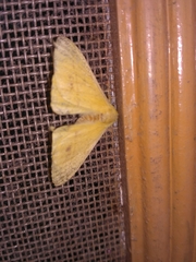 Lepidoptera