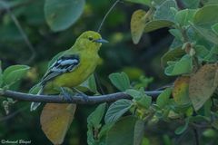 Aegithina nigrolutea