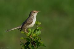 Prinia buchanani