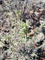 Lavandula stoechas