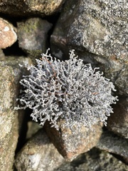 Stereocaulon vesuvianum