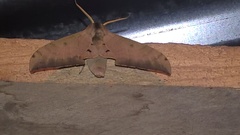 Pseudoclanis tomensis