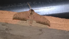 Pseudoclanis tomensis