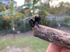 Xylocopa virginica image