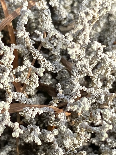 Variegated Foam Lichen