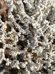 Stereocaulon vesuvianum