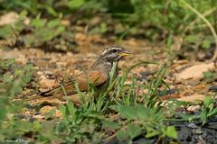 Emberiza striolata