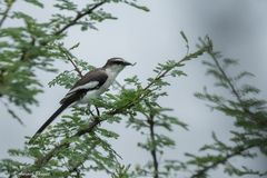 Pericrocotus erythropygius