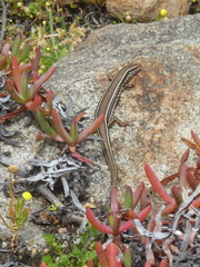 Ctenotus labillardieri