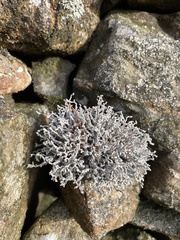 Stereocaulon vesuvianum