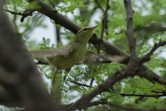 Phylloscopus nitidus