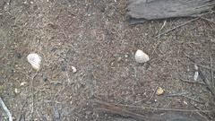 Senilia senilis