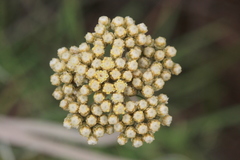Helichrysum epapposum