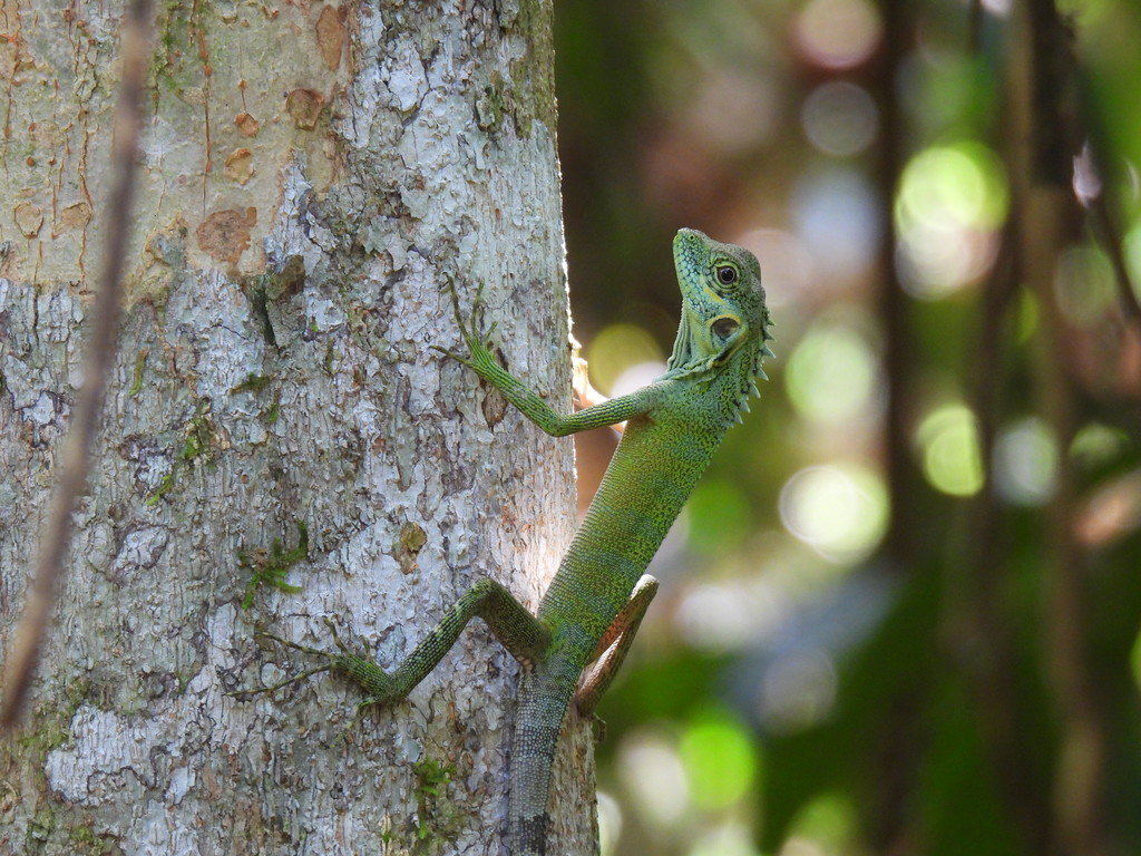 Eared Anglehead Agama
