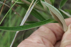 Helichrysum epapposum