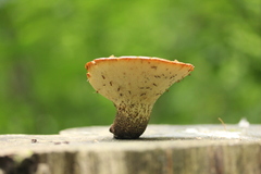 Polyporaceae