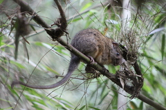 Atlantic Bamboo Rat photo 4