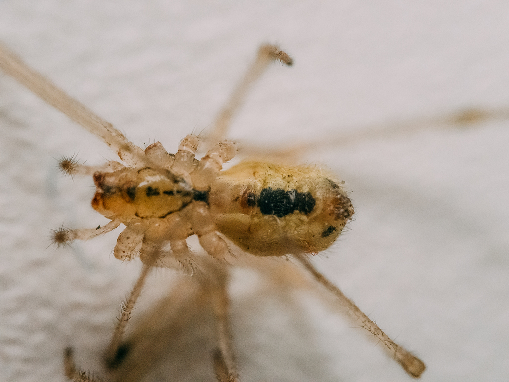 Common candy-striped spider