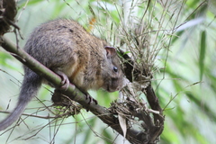 Atlantic Bamboo Rat photo 3