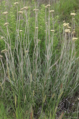 Helichrysum epapposum