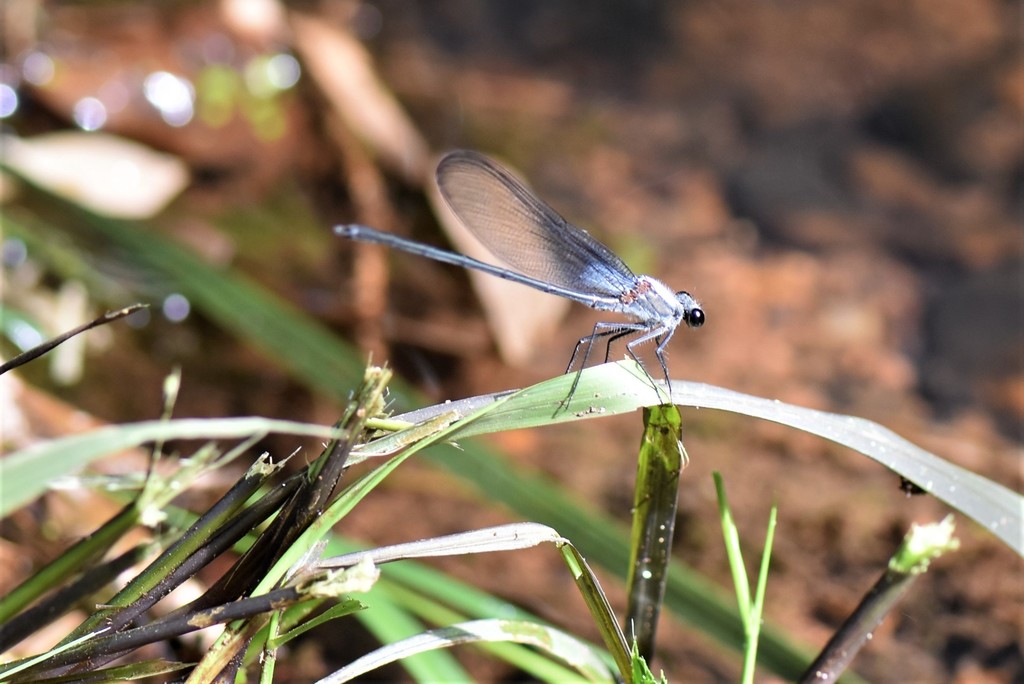 Mnesarete pruinosa