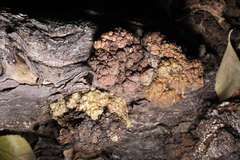 Agrobacterium radiobacter