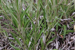Helichrysum epapposum