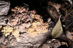 Agrobacterium radiobacter