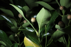 Agrobacterium radiobacter