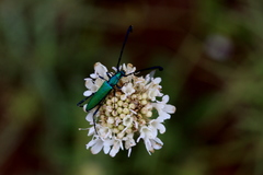 Hypocrites claviger claviger