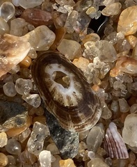 Fissurella natalensis