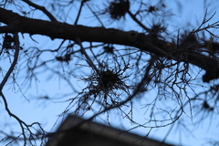 Podosphaera phytoptophila