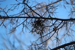 Podosphaera phytoptophila