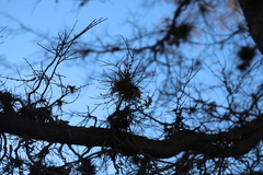 Podosphaera phytoptophila