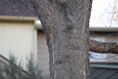 Podosphaera phytoptophila