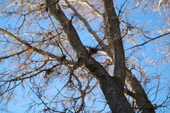 Podosphaera phytoptophila