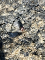 Echinolittorina radiata