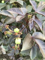 Jatropha gossypiifolia image