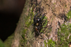 Kalcerrytus