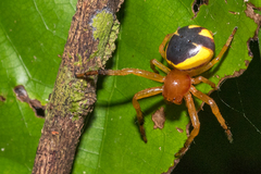 Stephanopoides simoni