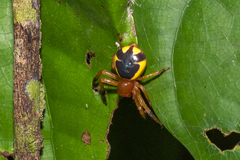 Stephanopoides simoni