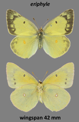 Colias philodice eriphyle