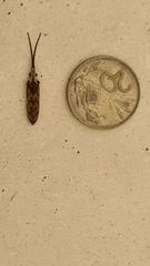 Tenomerga leucophaea