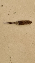 Tenomerga leucophaea