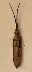 Tenomerga leucophaea