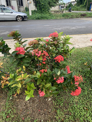 Ixora coccinea coccinea