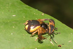 Stephanopoides simoni