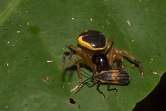 Stephanopoides simoni