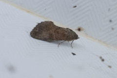 Stictopterinae